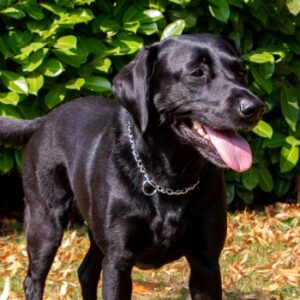 Ancol Viva Reflective Breathable Mesh Dog Harness - Medium Black